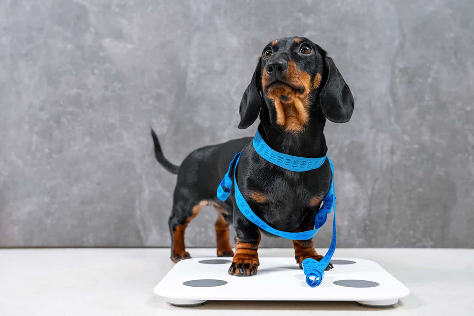 dachshund puppy dog is wrapped in centimeter and stands on the scale