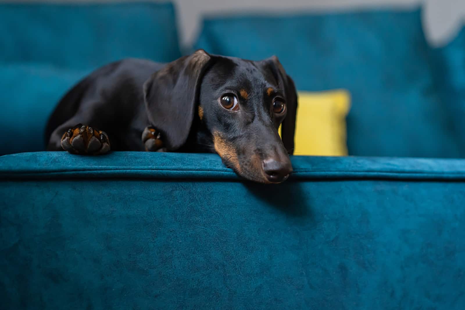 dachshund puppy relaxing on the couch