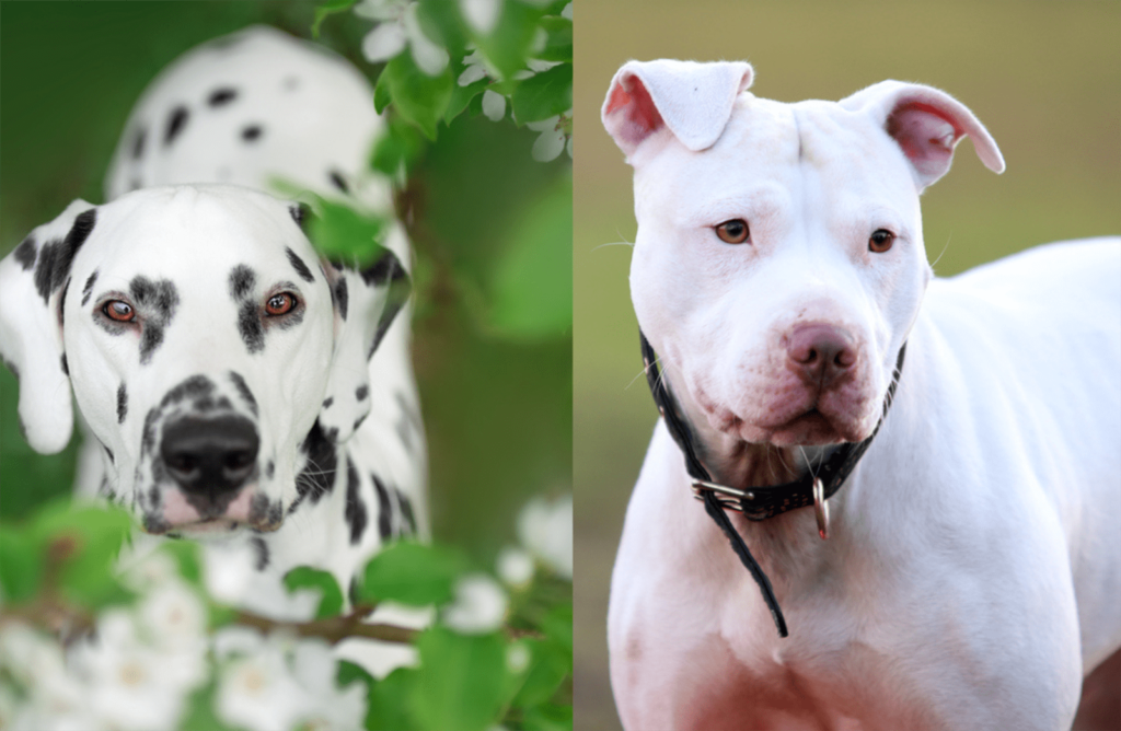 The Pitbull Dalmatian Mix: An Intro To The Pitmatian Breed