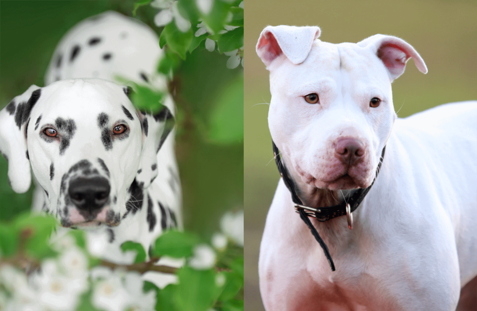 dalmatian and pitbull dog outdoors