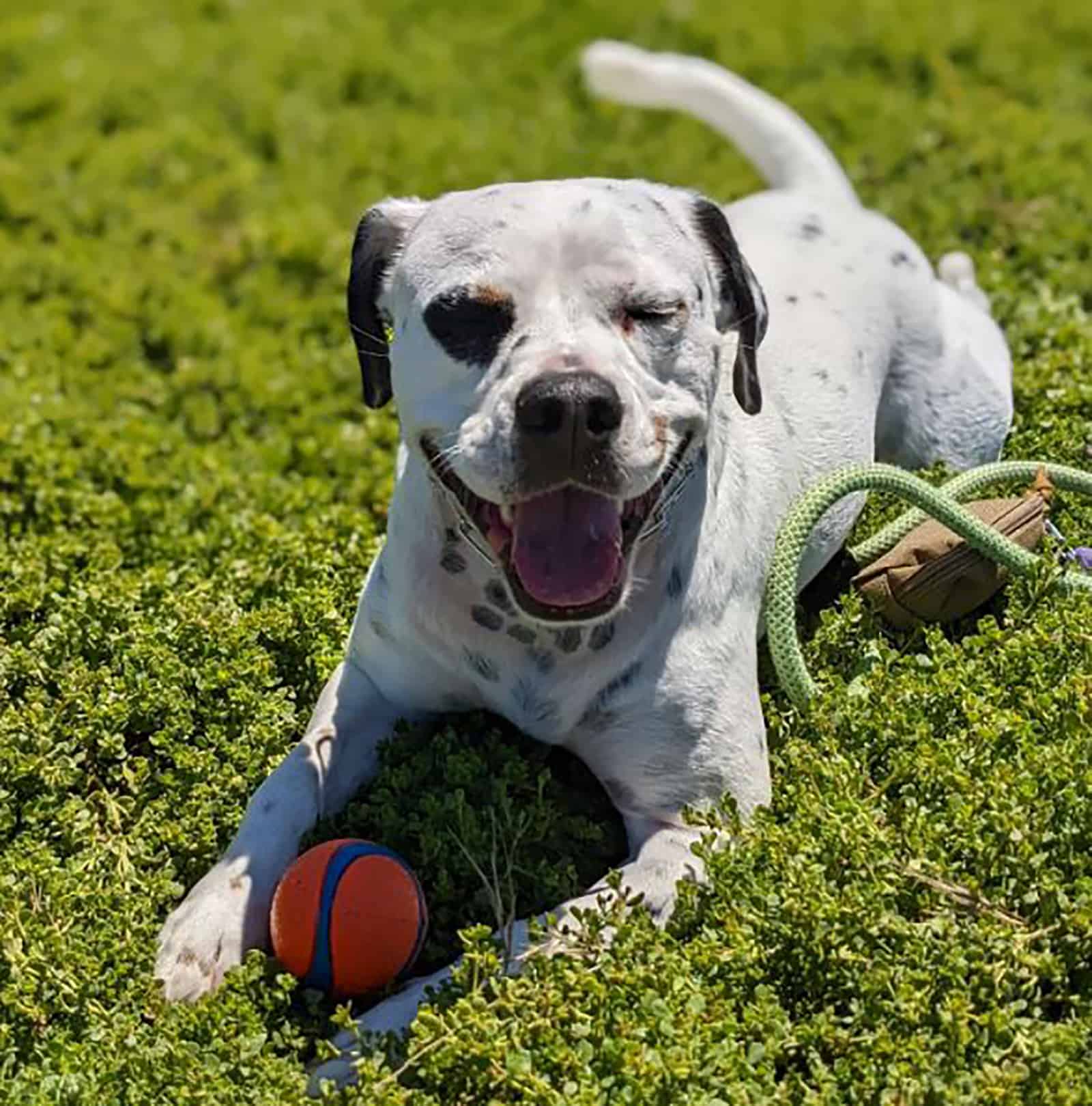 dalmatian and pitbull mix dog playing with a ball