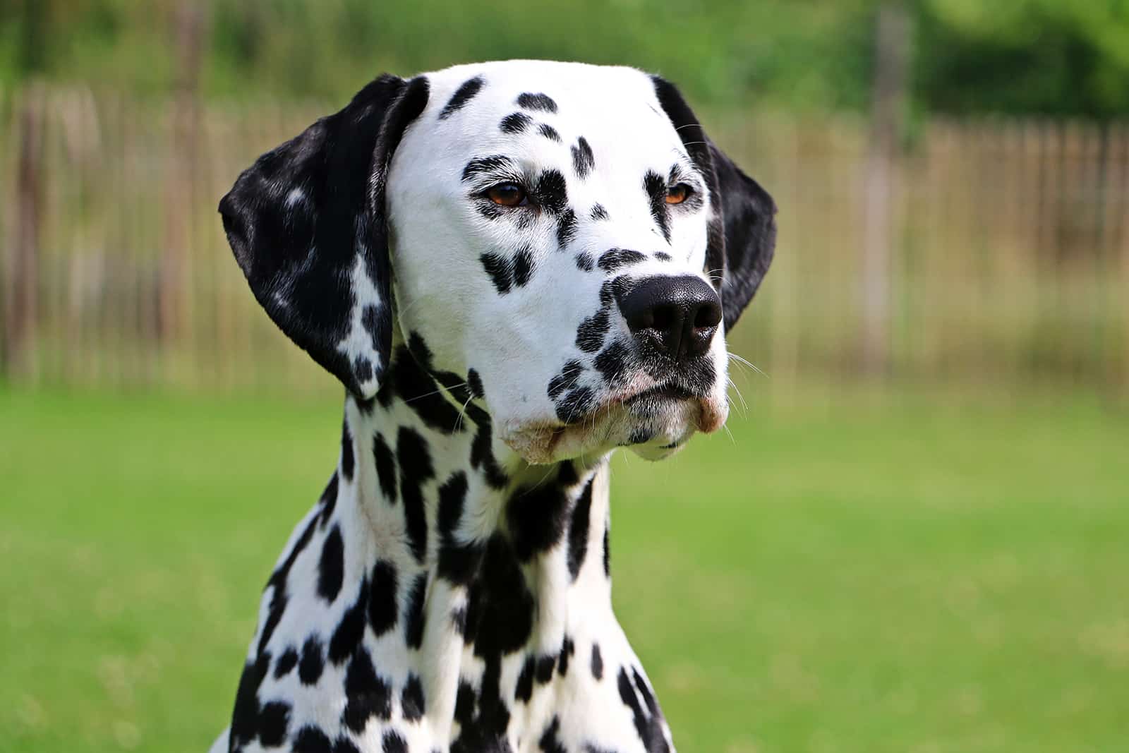 dalmatian dog in the park
