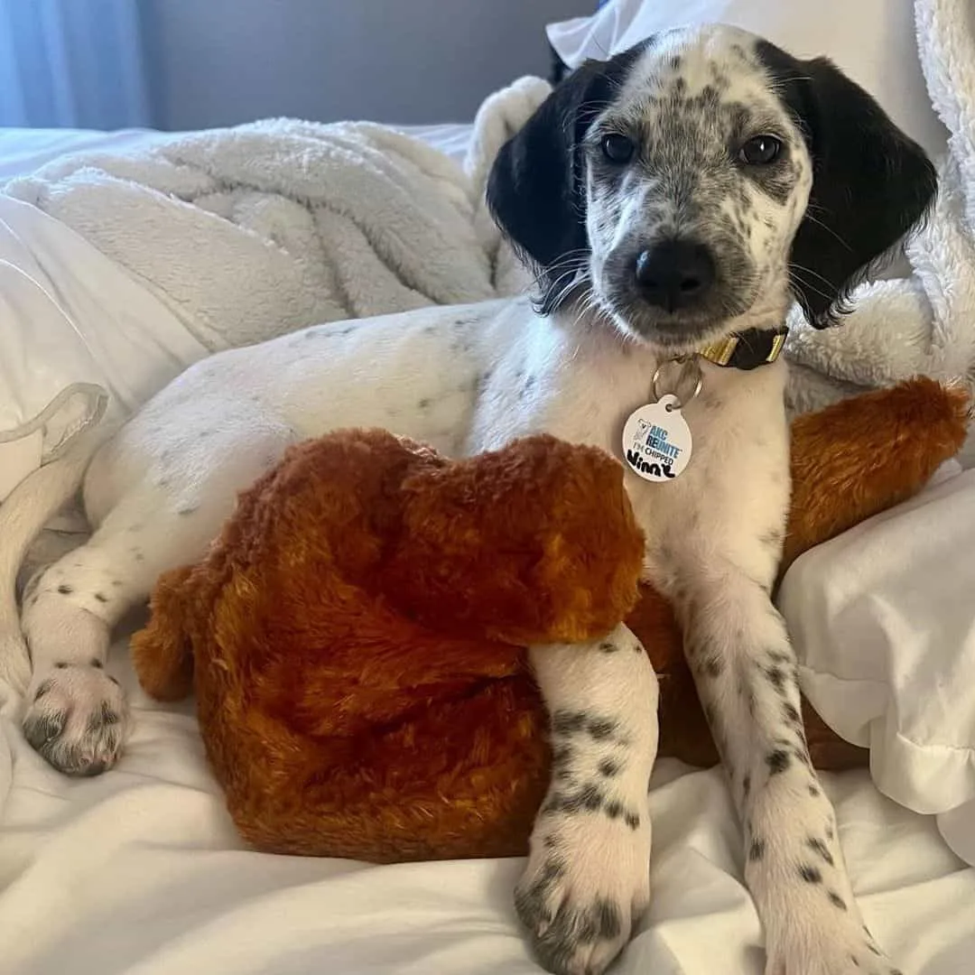 Dalmatian Poodle Mix A Spot On