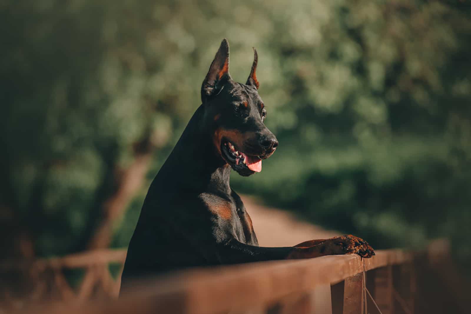 doberman pinscher posing on the bridge