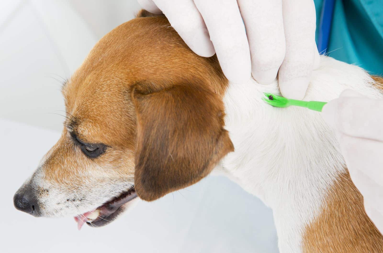 dog at vets