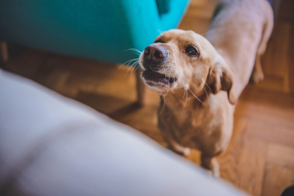 Why Does My Dog’s Breath Smell So Bad & How Do I Treat It?