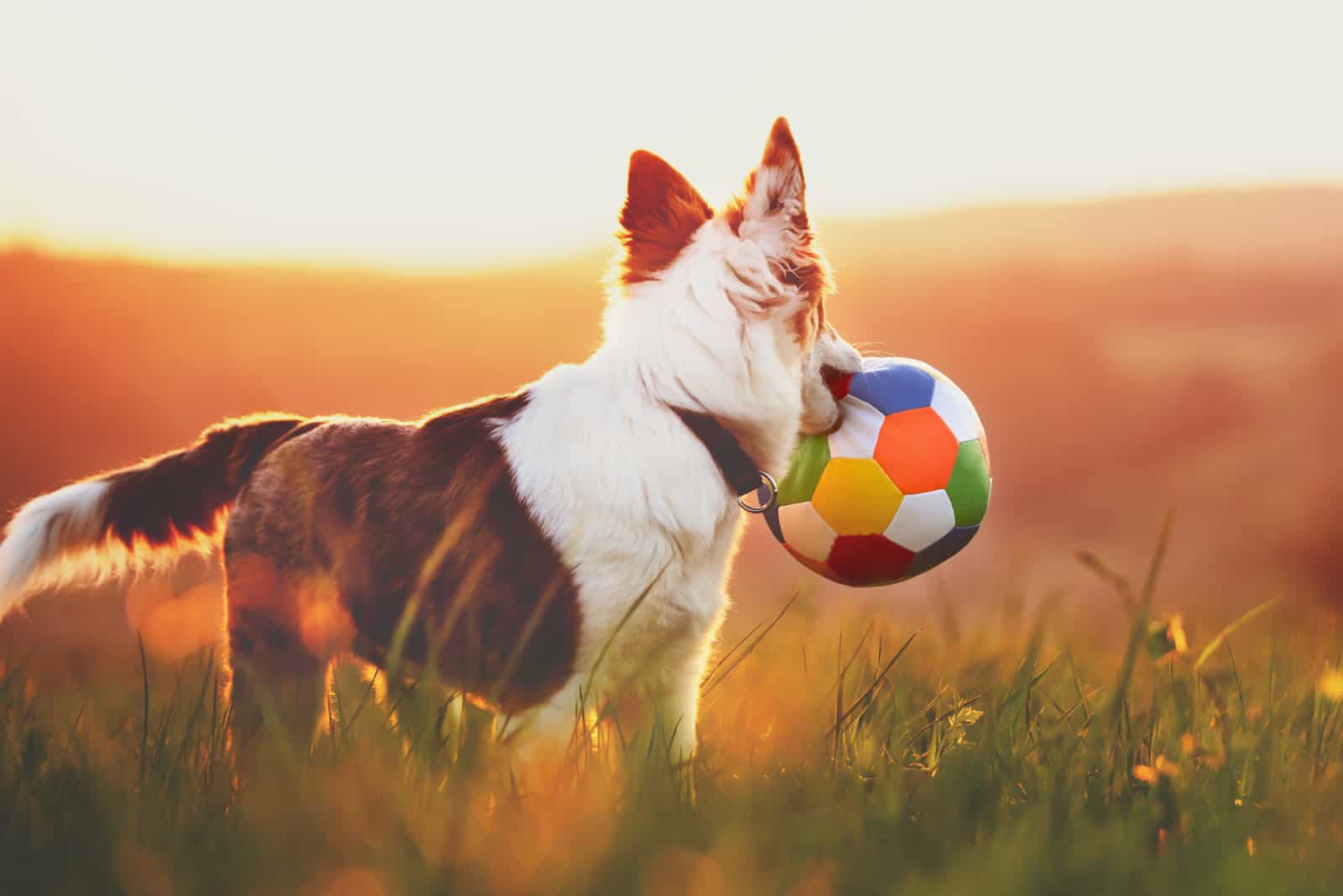 dog holding ball looking away