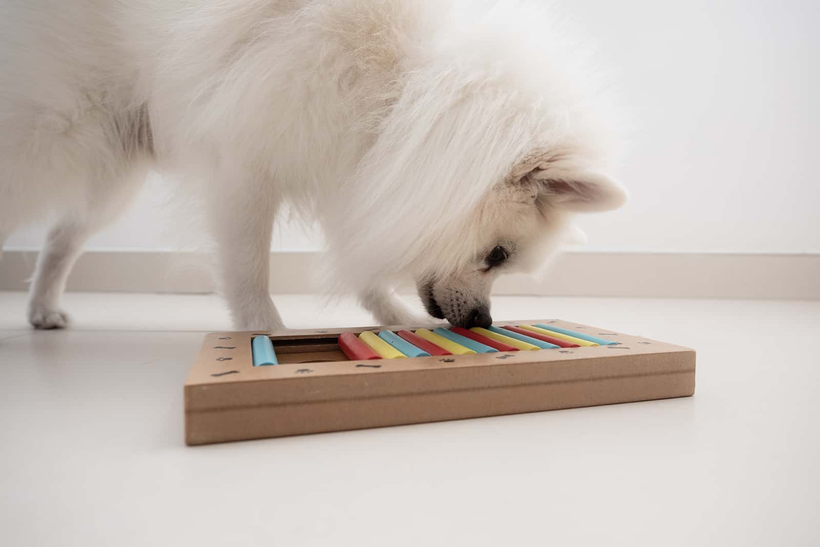 dog is looking for delicious dried treats in intellectual game and eating them
