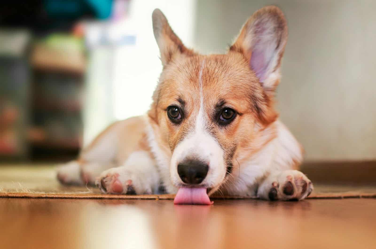 dog licking floor
