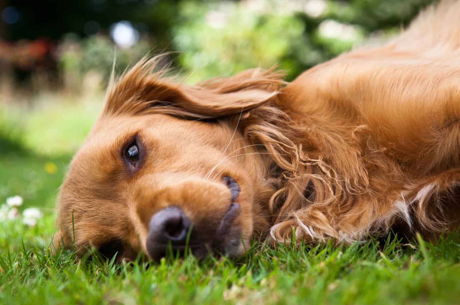 dog lies in grass