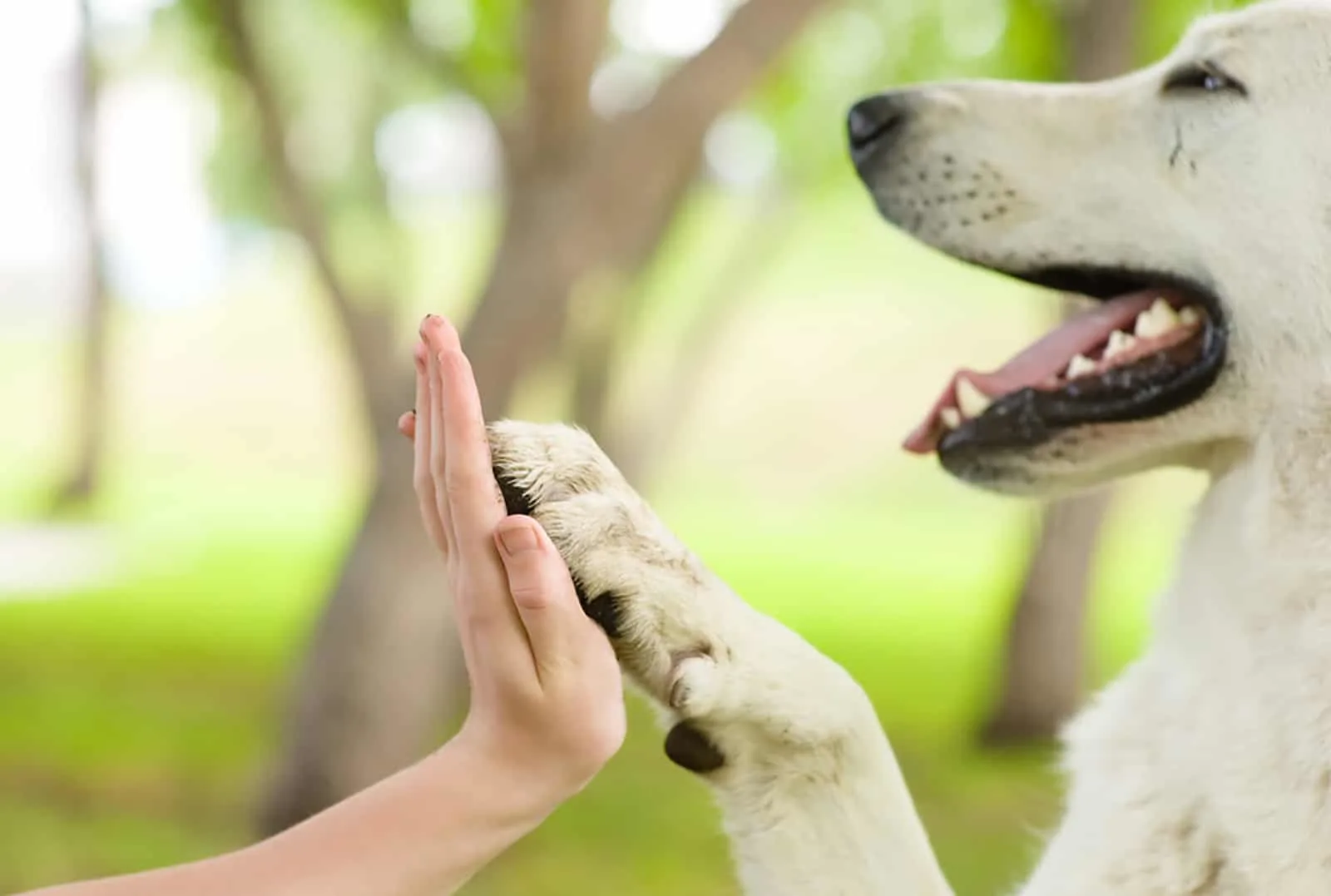 dog pressing his paw against a woman hand in the park