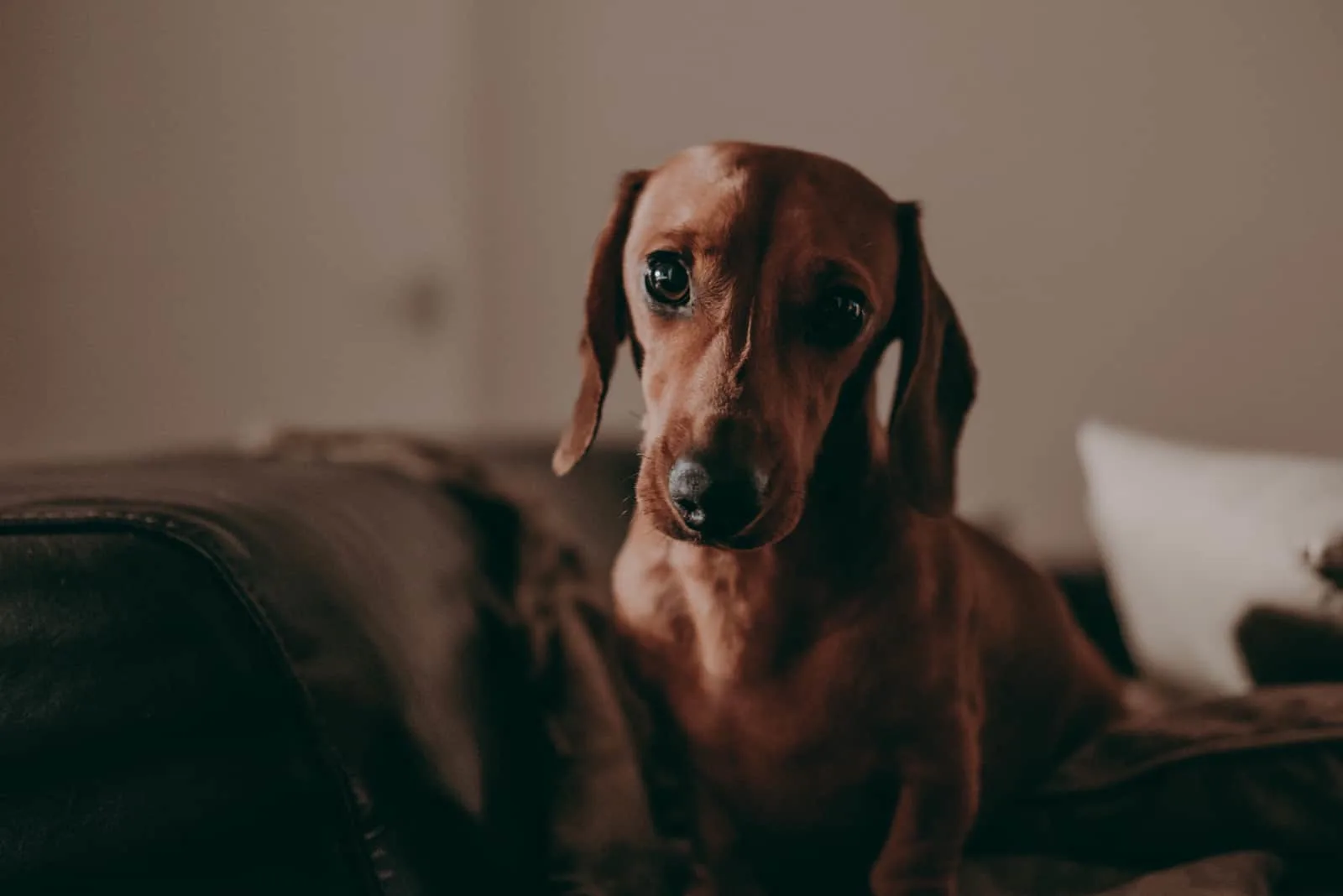 dog standing in dark looking at camera