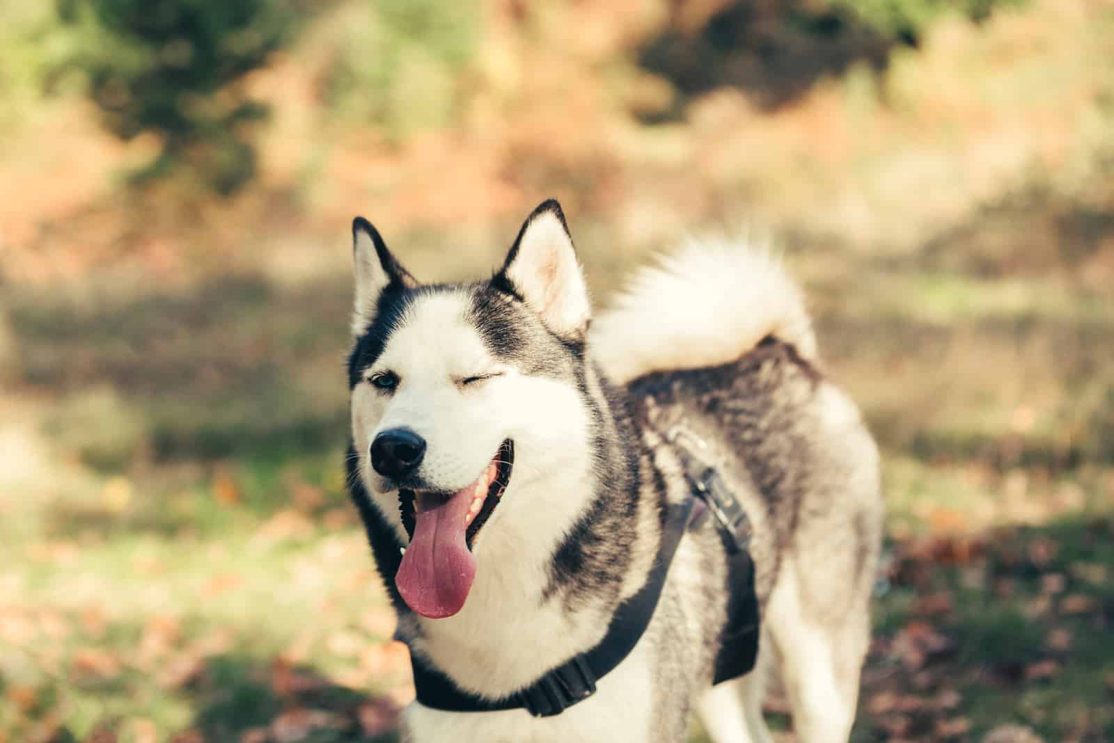 dog standing outside winking