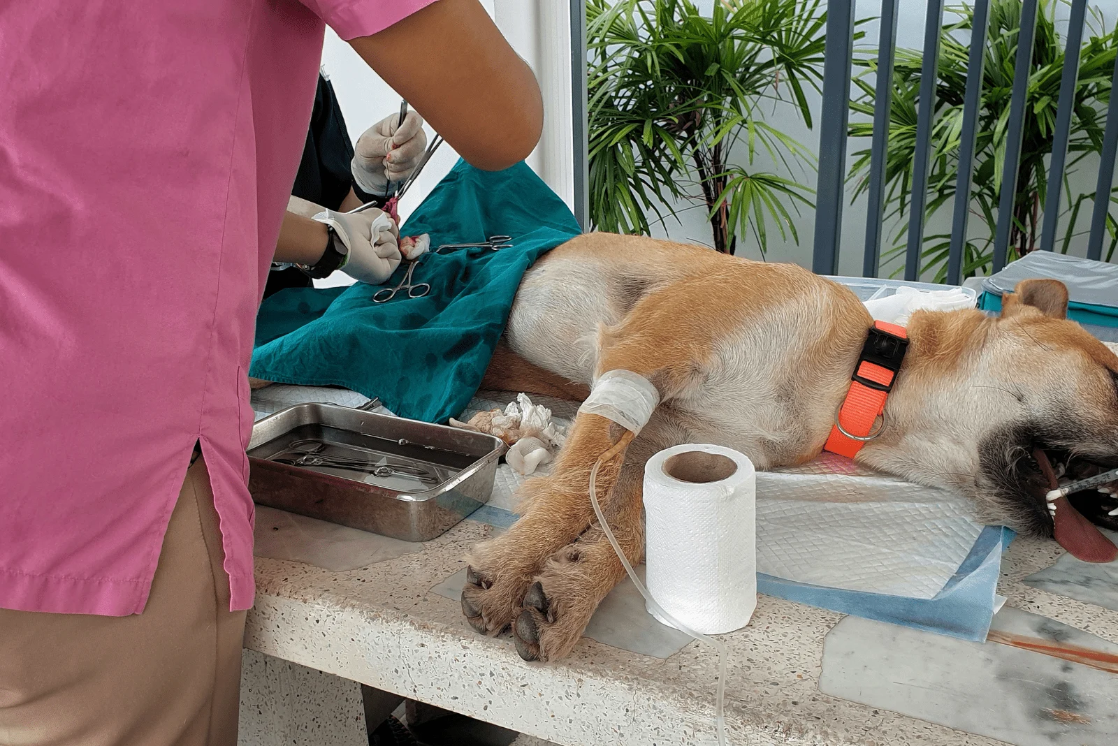 dog undergoing castration at the vet