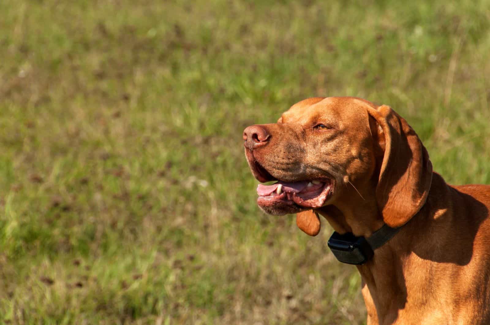 dog wearing a training collar