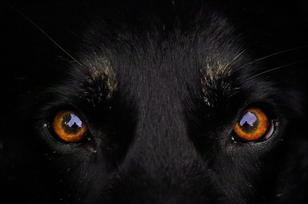 Dog Eye Color Chart 7 Mesmerizing Shades