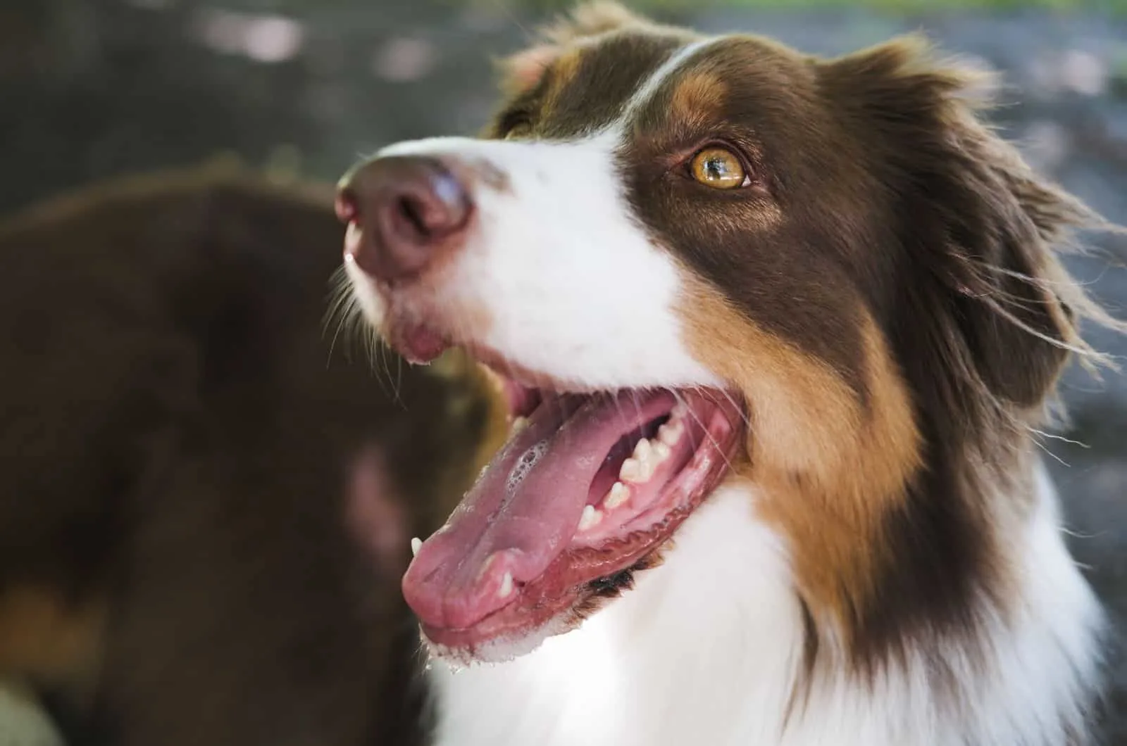 dog with hazel eyes