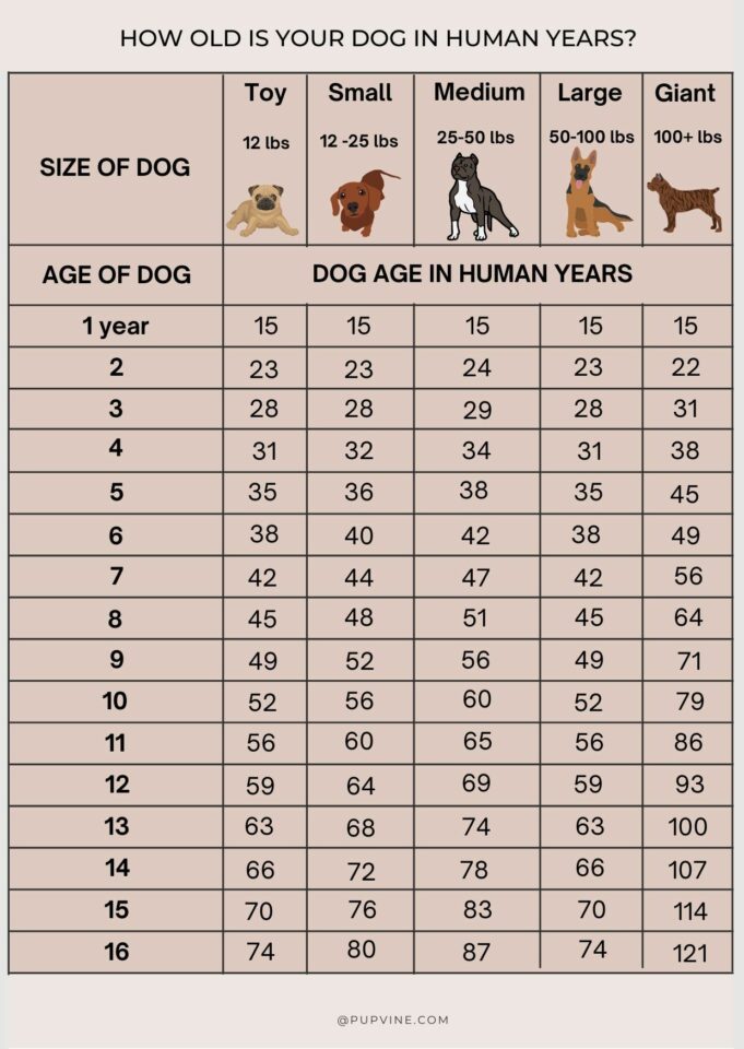 Dog Years To Human Years What Is My Dog s Age how-to-remove-dog-tear-stains-naturally