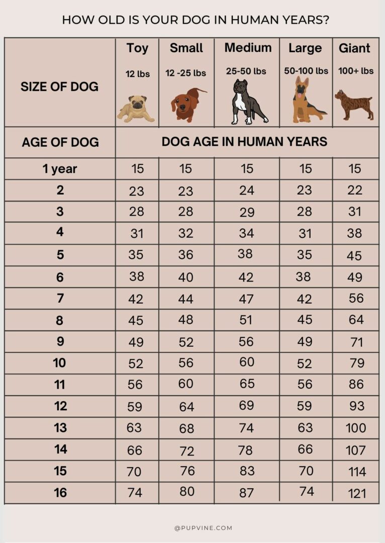 Dog Years To Human Years: What Is My Dog's Age?