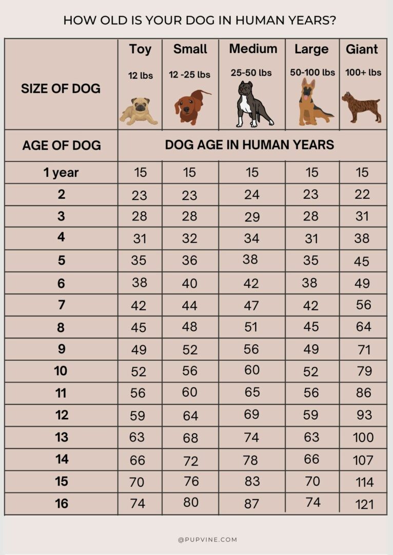Dog Years To Human Years What Is My Dog s Age 