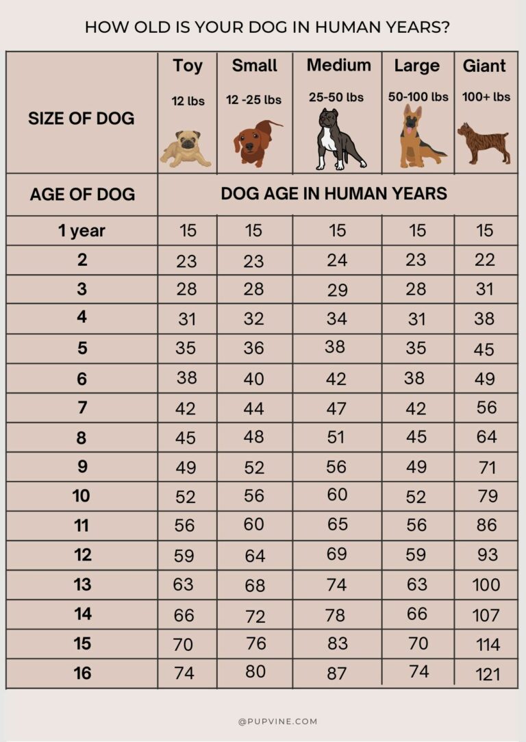 Horse Years To Human Years Chart