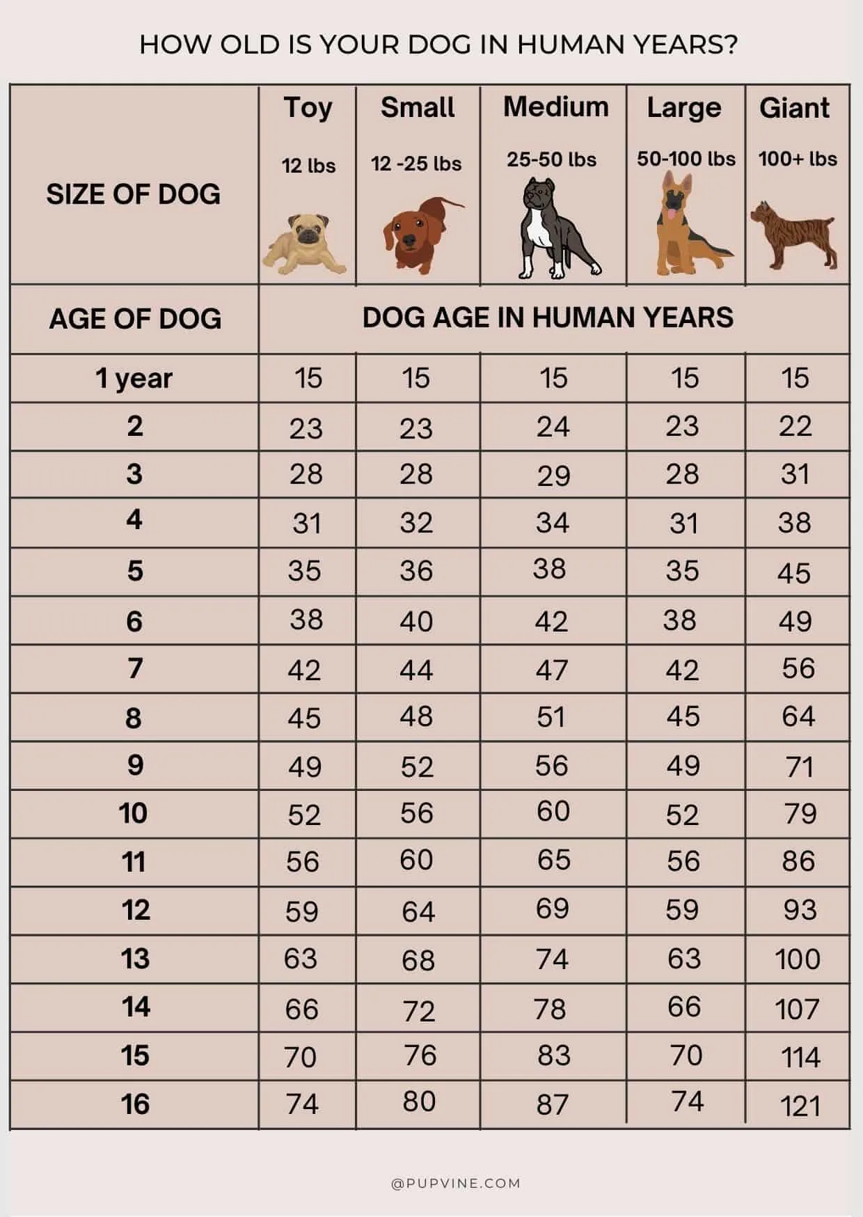 dog years in human years chart