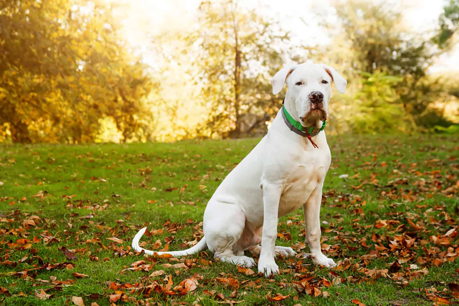 dogo argentino sitting on grass in autumn park