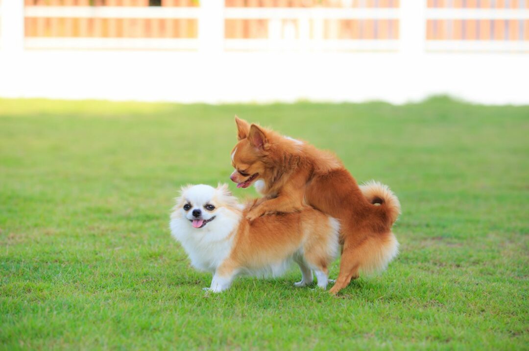 Why Does My Female Dog Hump All Of A Sudden? 10 Reasons