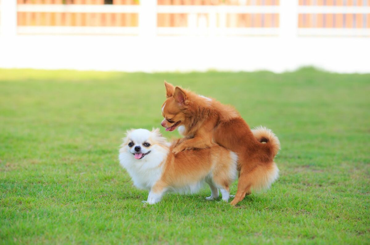 Why Does My Female Dog Hump All Of A Sudden? 10 Reasons