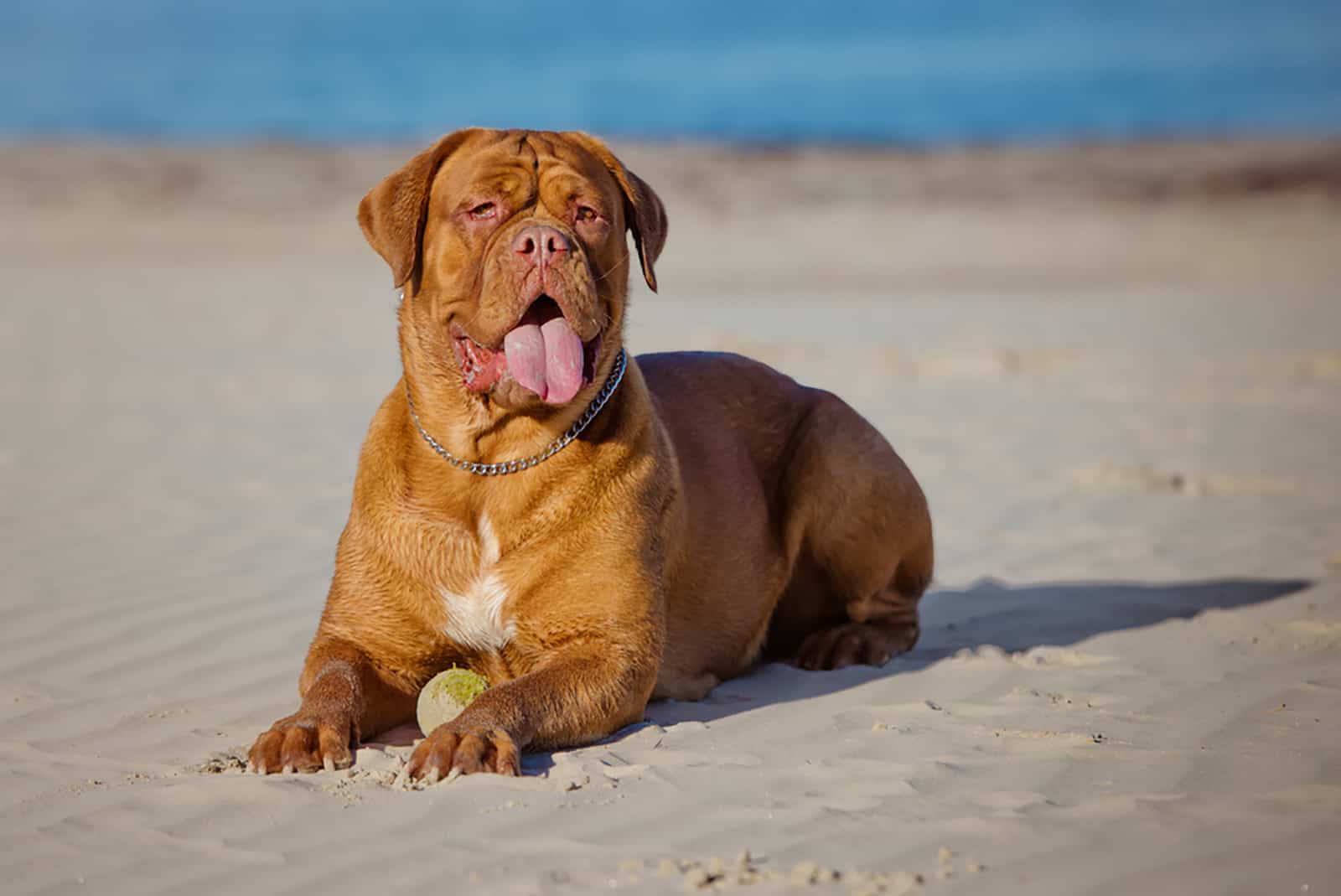 dogue de bordeaux on the beach