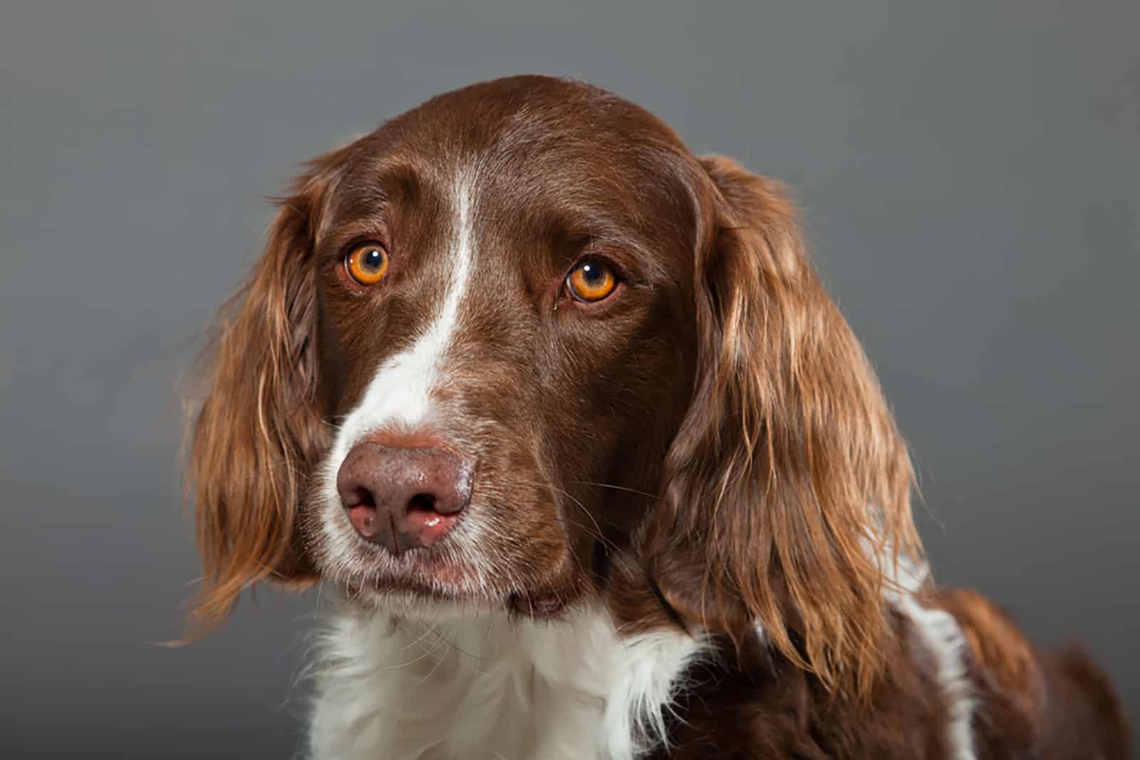 drentse patrijshond dog