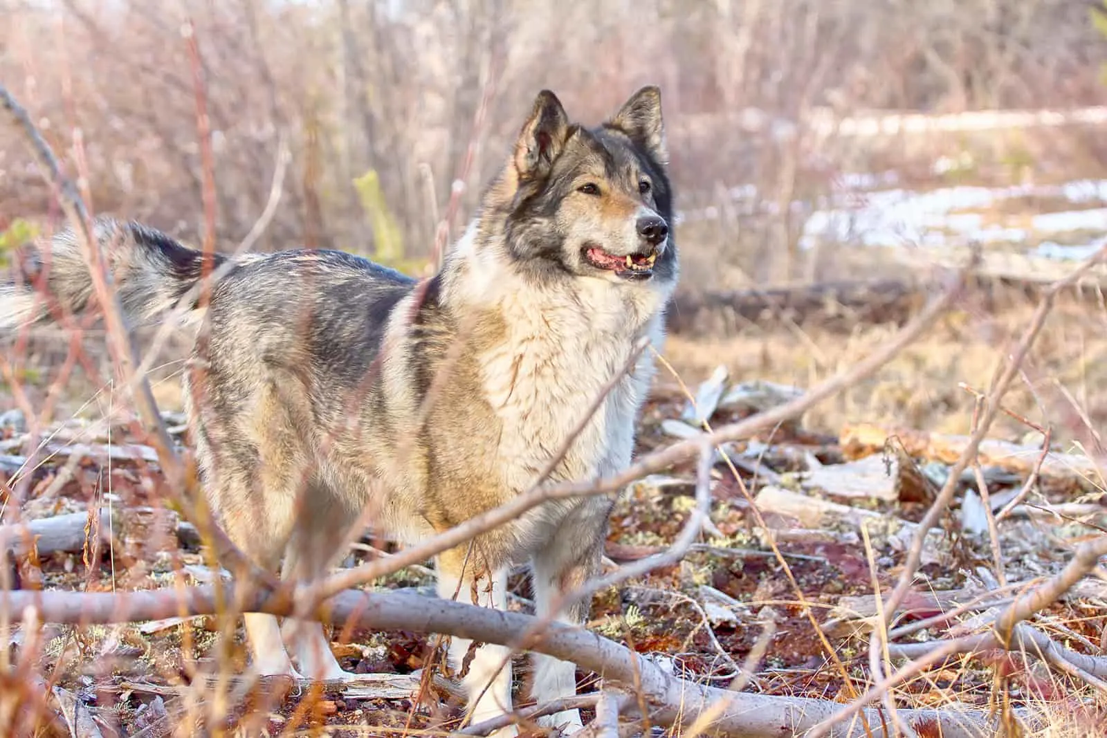 east siberian laika in the forest