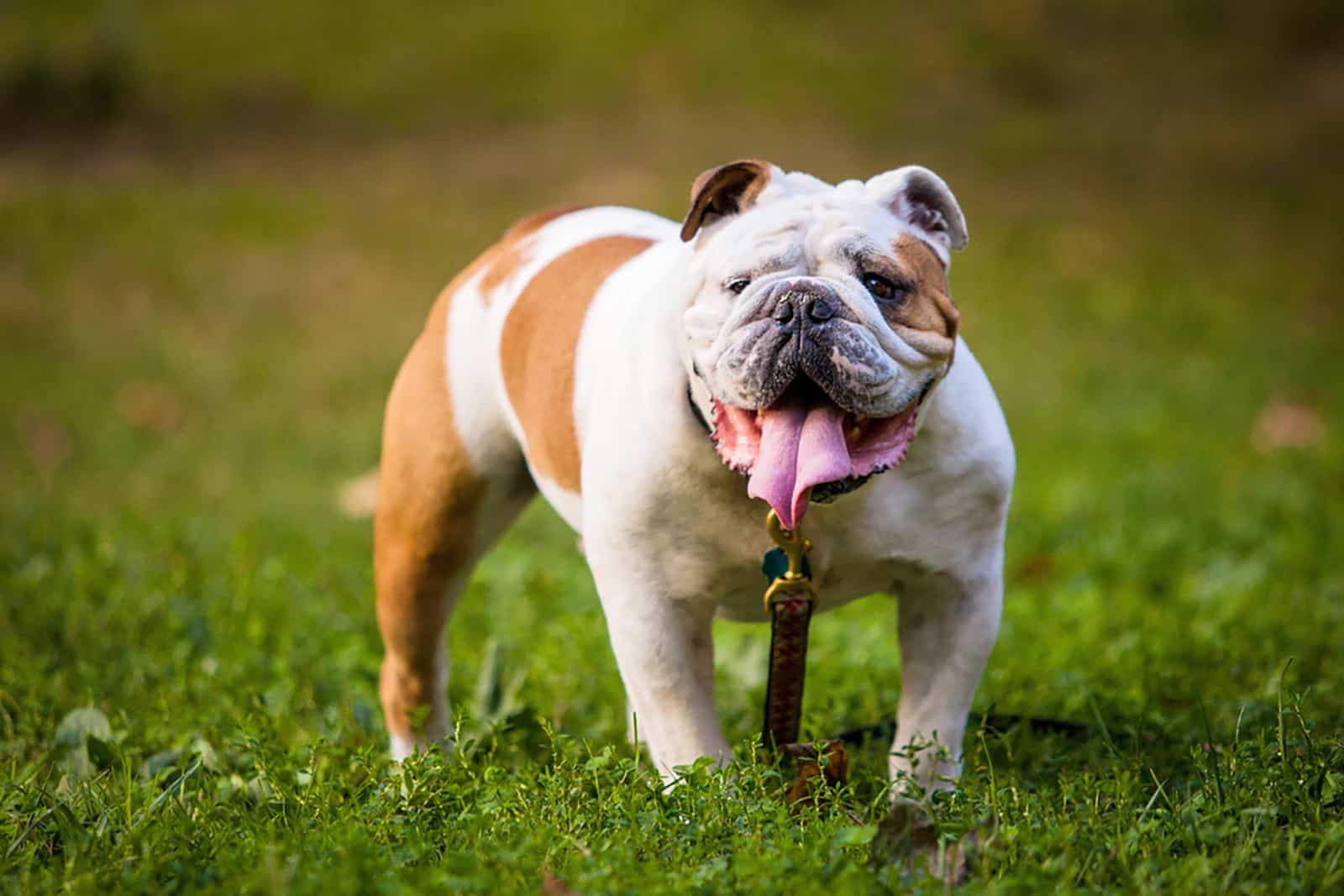 english bulldog walking on the grass