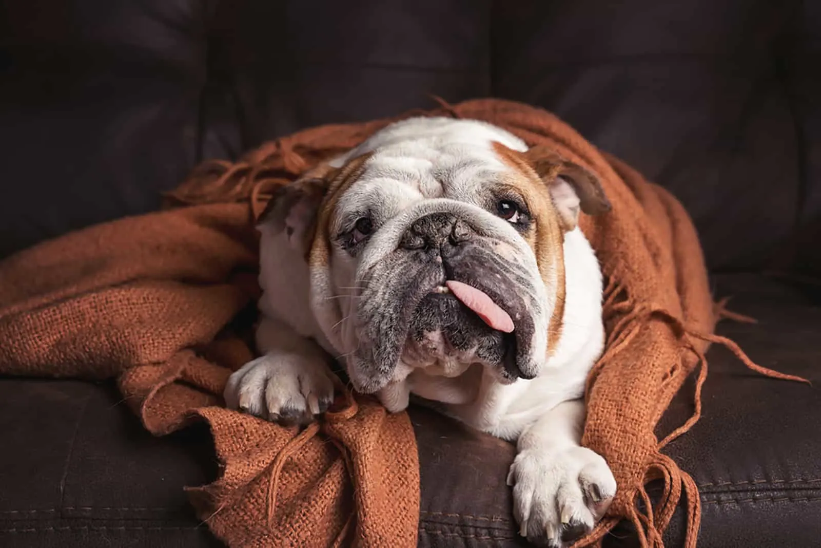 english bulldog covered with blanket lying on the couch