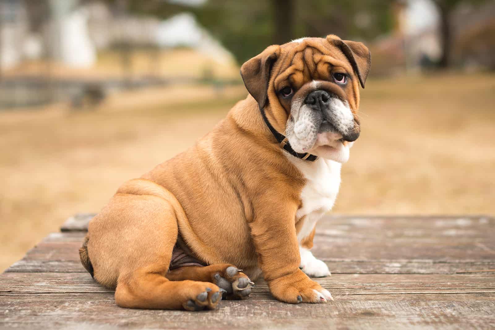 english bulldog sitting on a wooden table