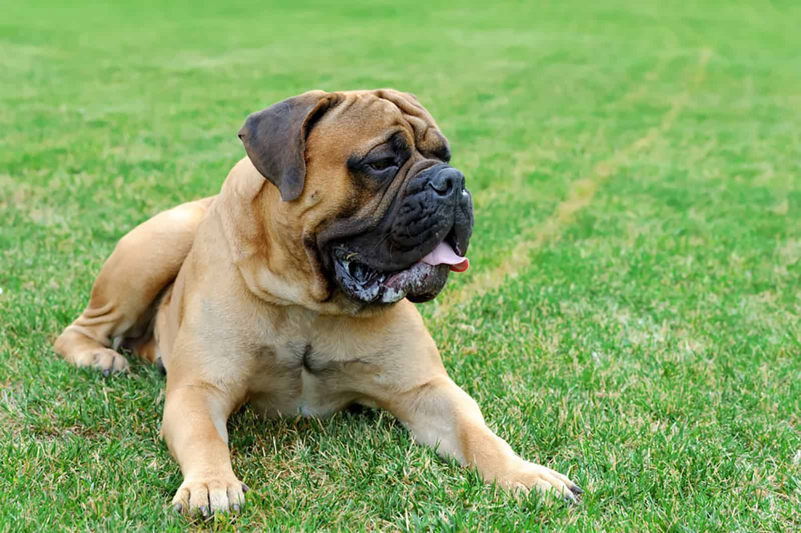 english mastiff lying in the park