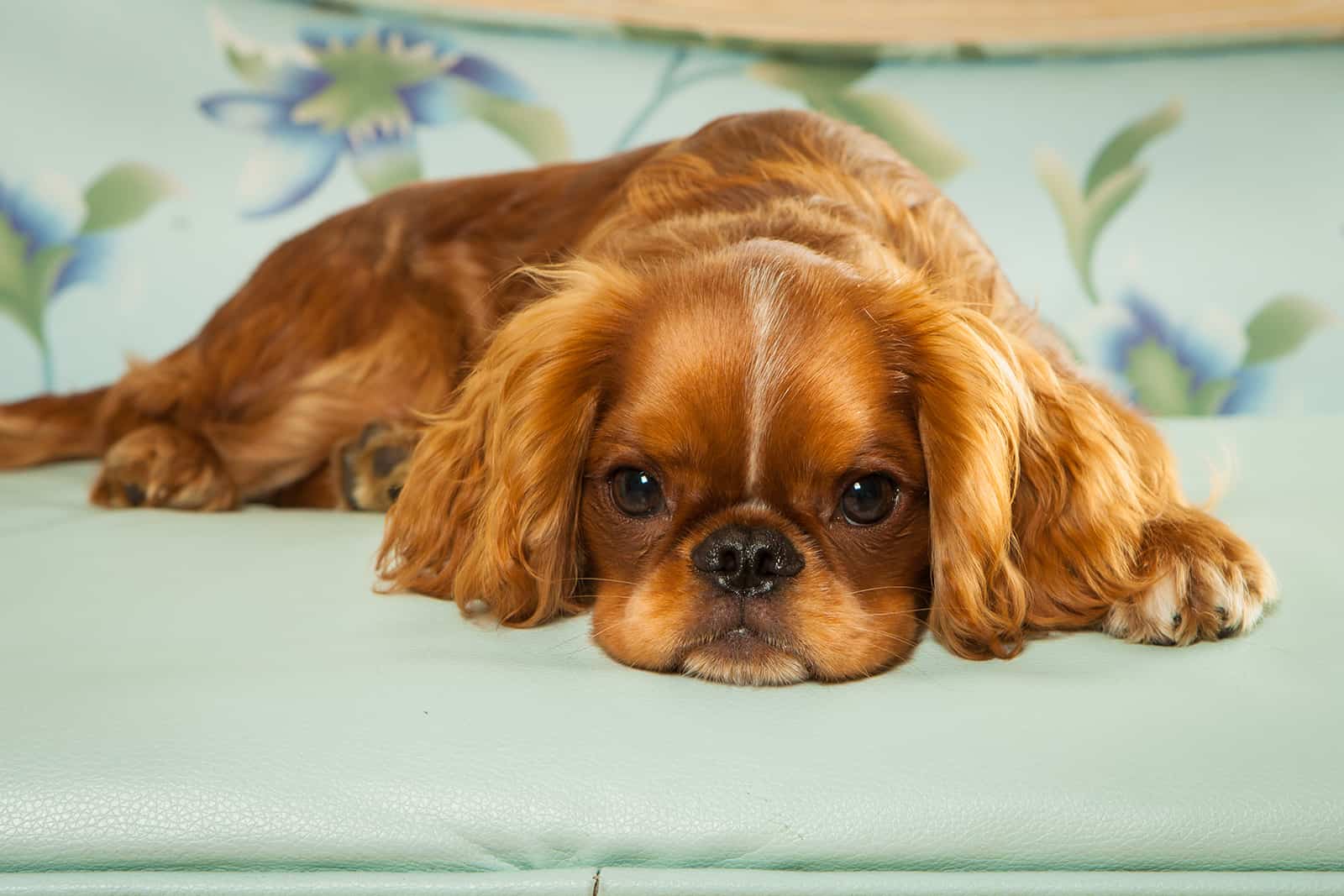 english toy spaniel lying on the bed