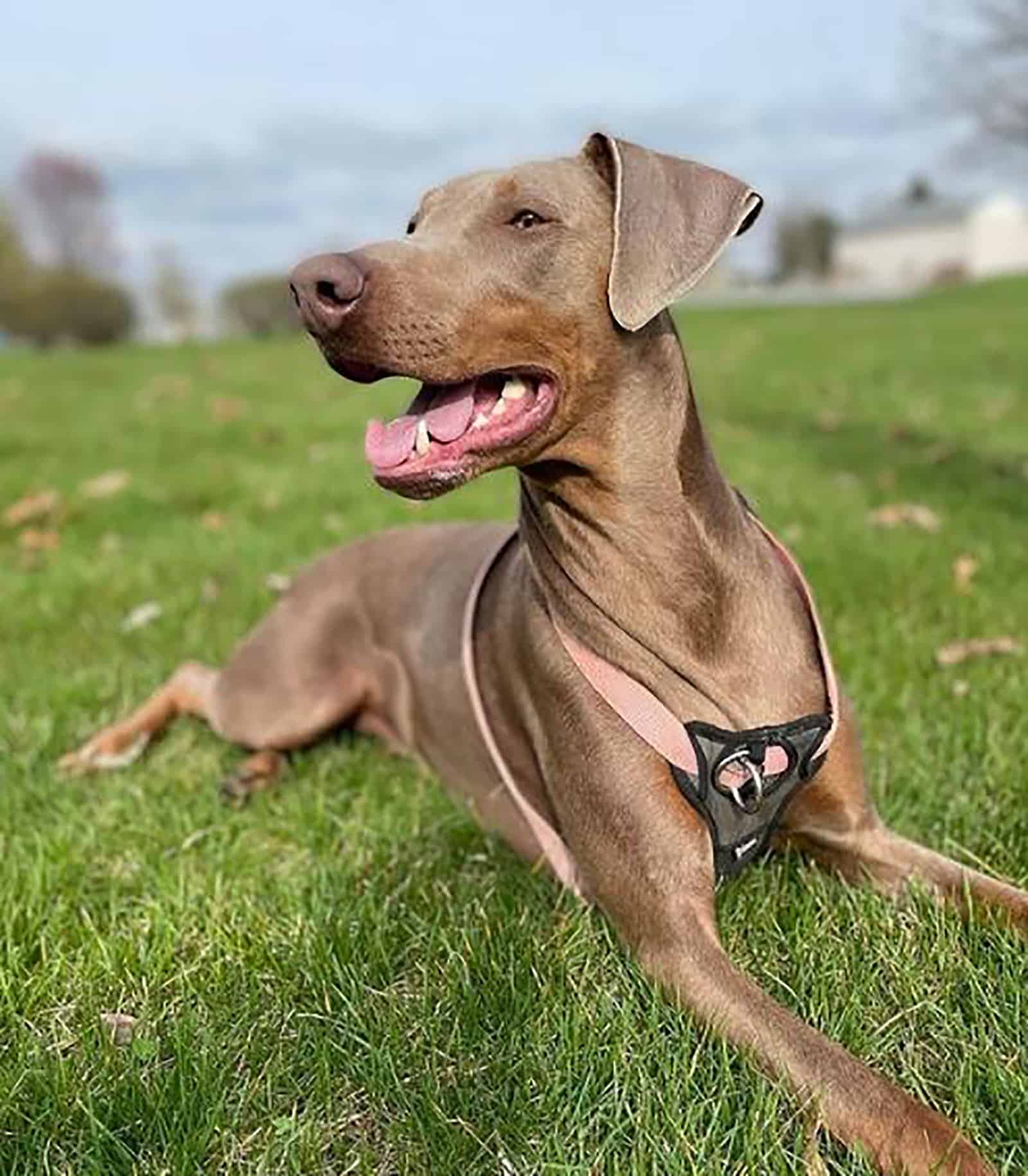 fawn and rust doberman lying on the lawn