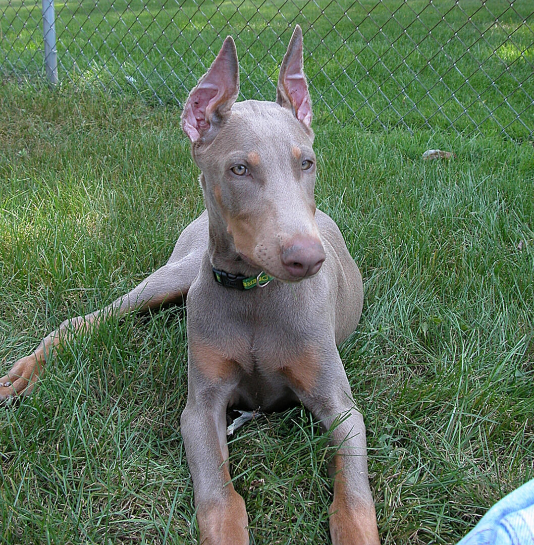 Fawn Doberman Everything You Need To Know And Much More
