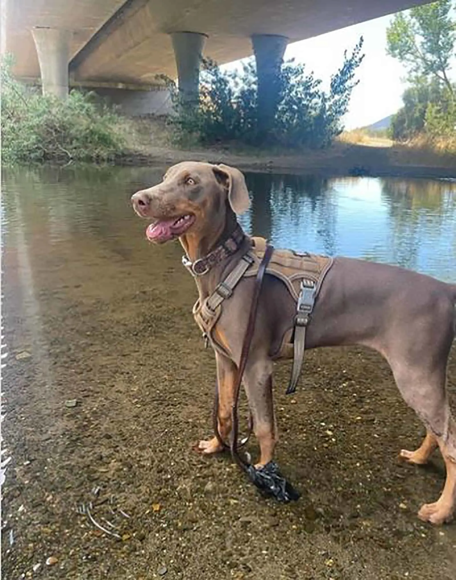 fawn doberman dog standing near the river