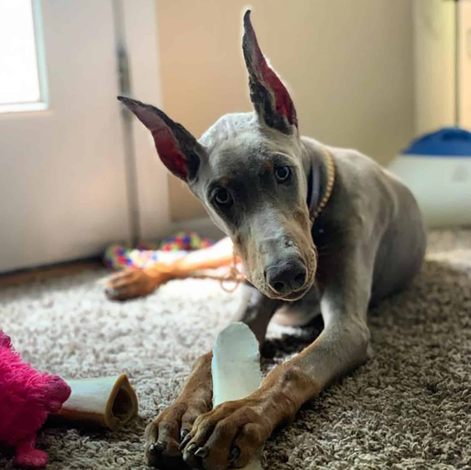 fawn doberman lying on the carpet and playing with a bone