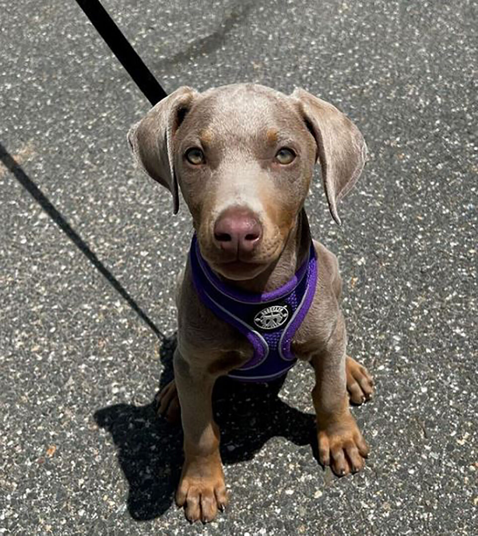 Fawn Doberman Everything You Need To Know And Much More