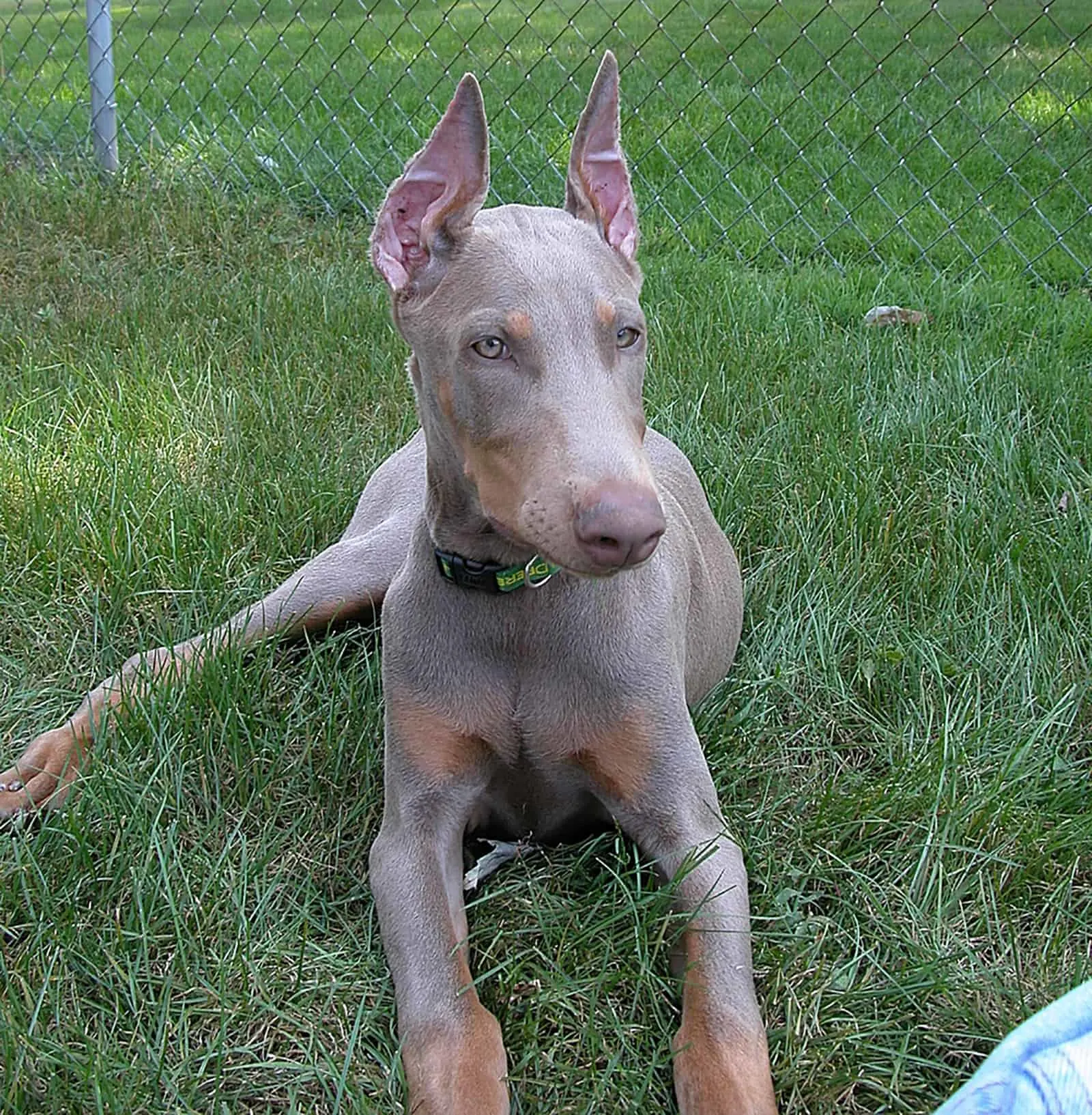 Fawn Doberman: Everything You Need To Know And Much More