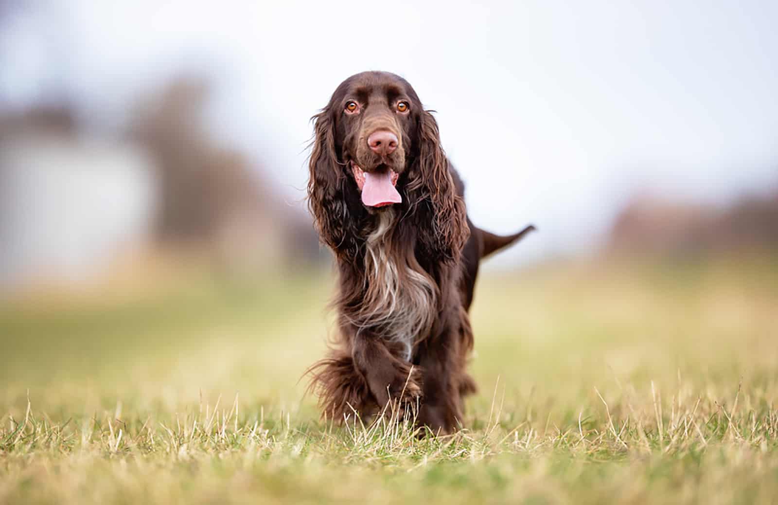 field spaniel walking on the grass