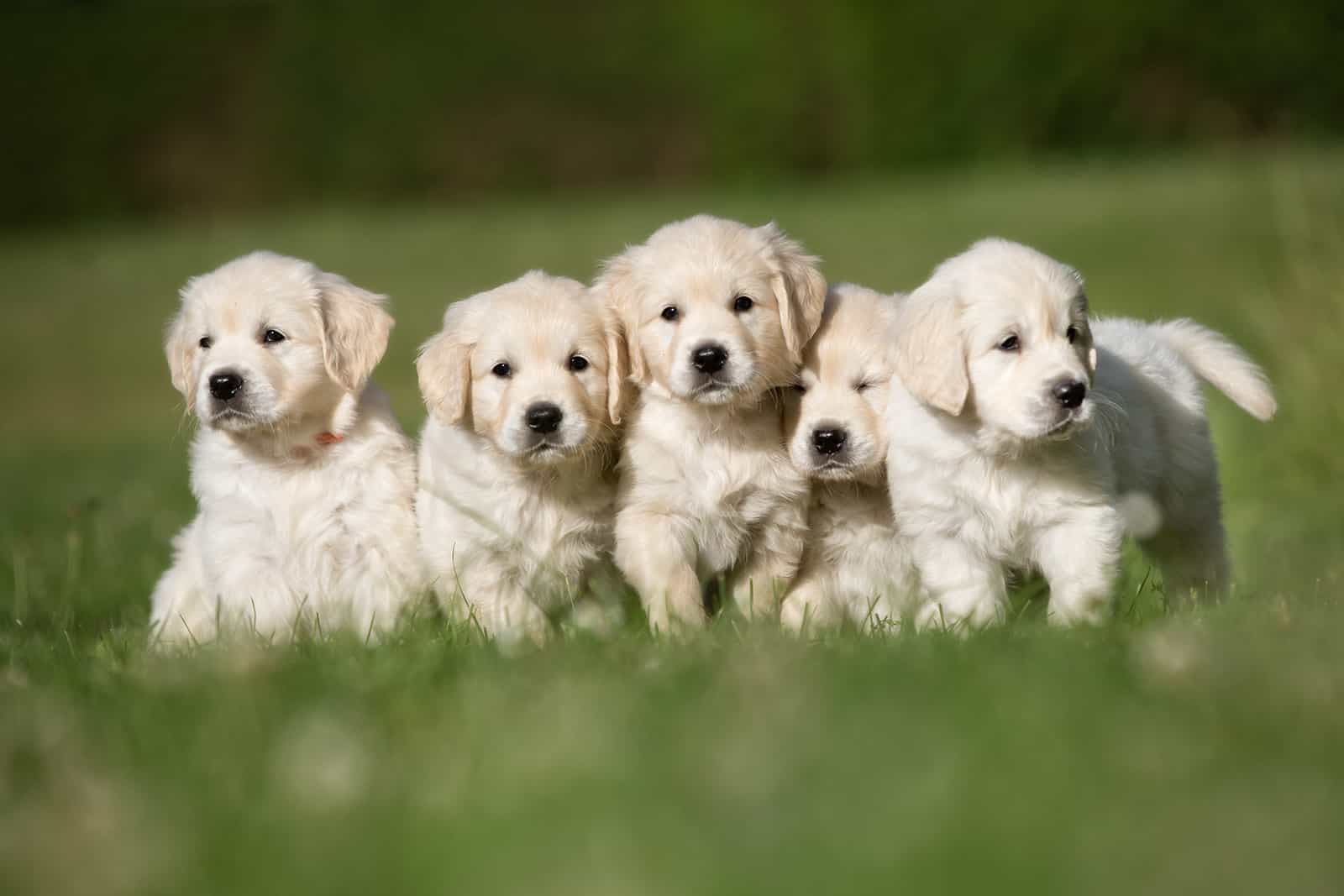 five cute purebred golden retriever puppies outdoors in the nature on grass meadow