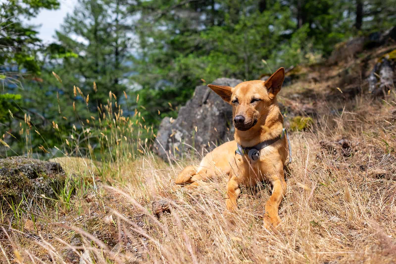 formosan mountain dog sitting in nature