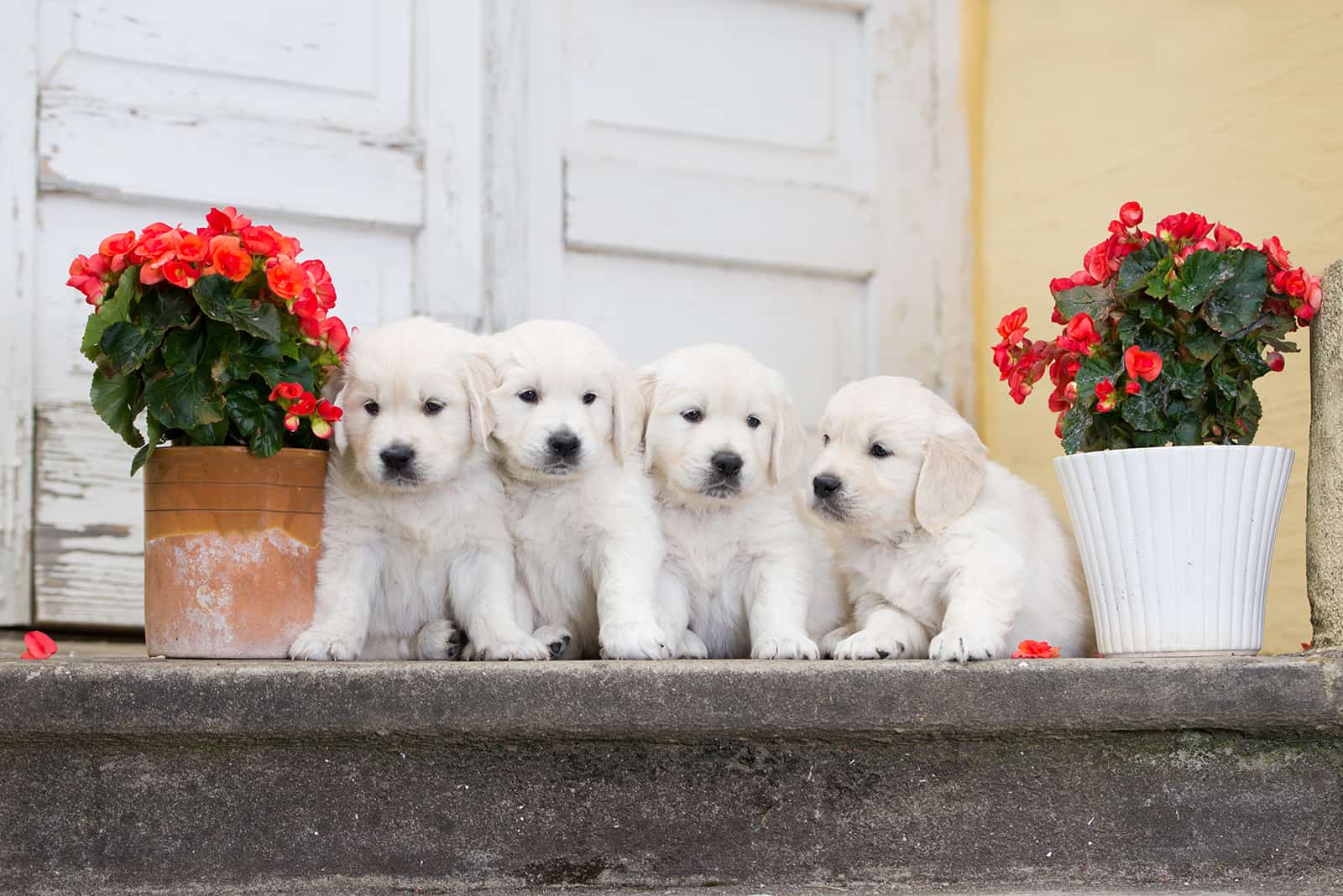 four adorable golden retriever puppies sitting in front of doors
