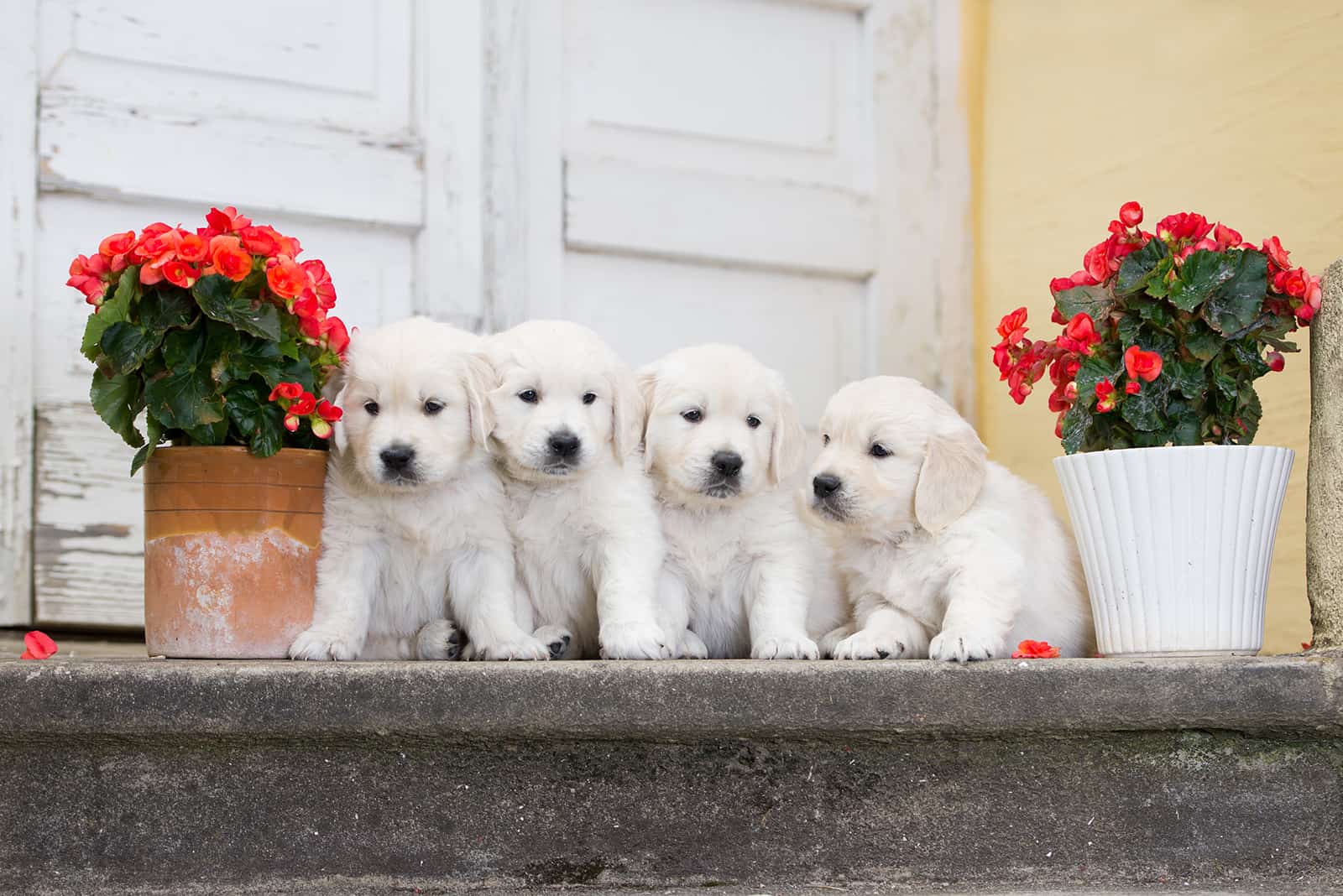 four adorable golden retriever puppies sitting in front of doors