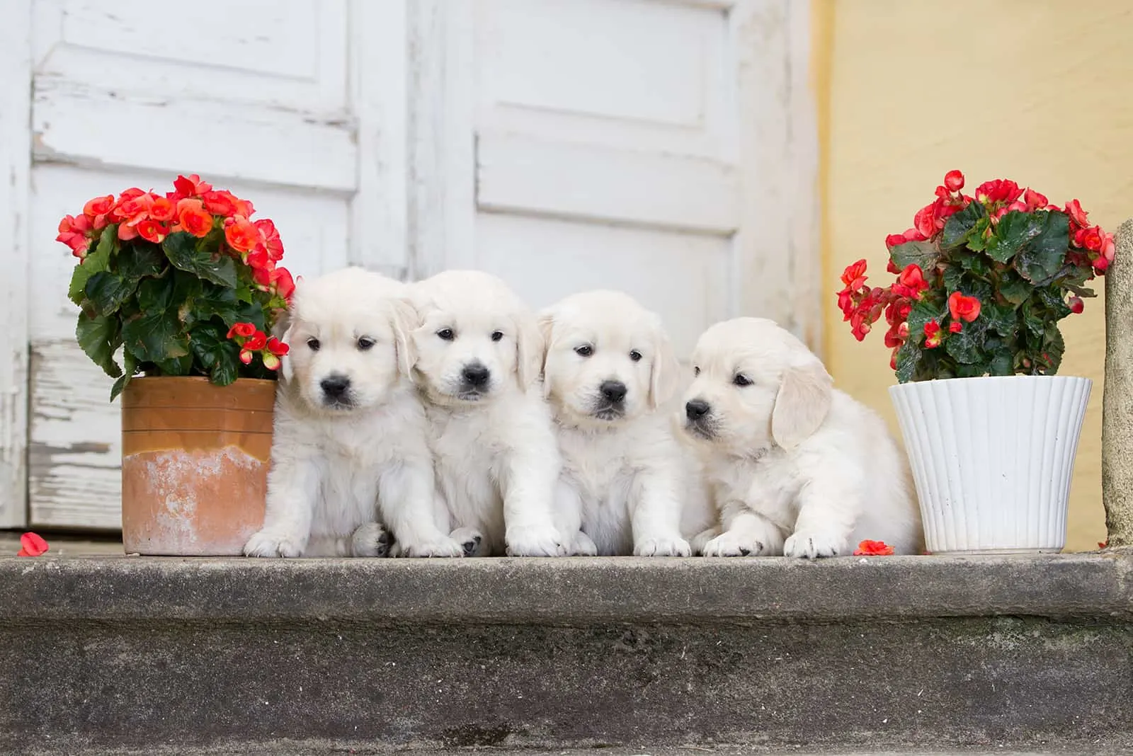 four adorable golden retriever puppies sitting in front of doors