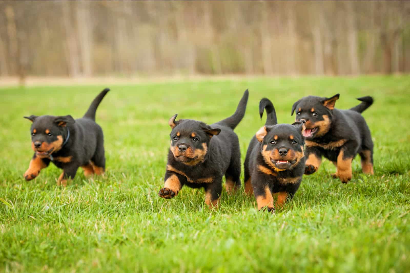 four cute rottweiler puppies running